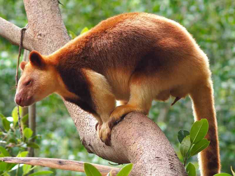 tree kangaroo - mammals with detailed facts including diet, lifespan, weight and habitat information